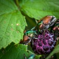 Pesky Japanese Beetle Royalty Free Stock Photo