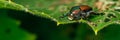 Pesky Japanese Beetle Royalty Free Stock Photo