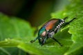 Pesky Japanese Beetle Royalty Free Stock Photo