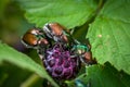 Pesky Japanese Beetle Royalty Free Stock Photo