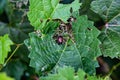 Japanese beetle eating up a leaf Royalty Free Stock Photo