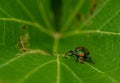 Japanese beetle eating a vine leaf in a vineyard Royalty Free Stock Photo