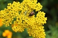 Japanese beetle feeding on yellow blossoms