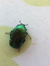 Japanese beetle green iridium