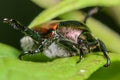 Japanese Beetle Royalty Free Stock Photo