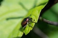 Japanese beetle on a green leaf. Royalty Free Stock Photo