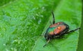 Japanese Beetle on Green Leaf Royalty Free Stock Photo