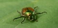 Japanese Beetle on a Green Leaf