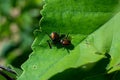 Japanese beetle on a green leaf. Royalty Free Stock Photo