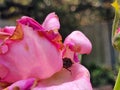 Japanese beetle on infected rose Royalty Free Stock Photo