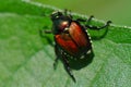 Japanese beetle on leaf Royalty Free Stock Photo