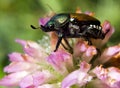 Japanese Beetle Macro Royalty Free Stock Photo