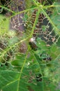 Japanese Beetle Mating on a Grape Leaf at Denver Botanic Gardens Royalty Free Stock Photo