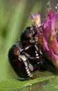 Japanese Beetle Pair Macro Royalty Free Stock Photo