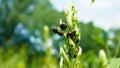 The Japanese beetle Popillia japonica is a common species of beetle. Royalty Free Stock Photo