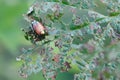 Japanese beetle Popillia japonica on green leaf in Piemont, Italy Royalty Free Stock Photo