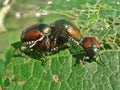 Japanese Beetle, Popillia japonica