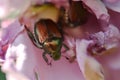 Japanese beetle Popillia japonica inside a rose flower.