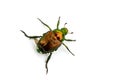 Japanese Beetle Popillia japonica Royalty Free Stock Photo