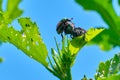 Japanese beetle (Popillia japonica) Royalty Free Stock Photo