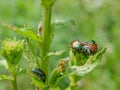 Japanese Beetle Popillia japonica Royalty Free Stock Photo