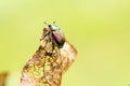 Japanese Beetle Popillia japonica on Leaf Royalty Free Stock Photo