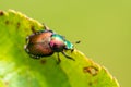 Japanese Beetle Popillia japonica on Leaf Royalty Free Stock Photo