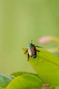 Japanese Beetle Popillia japonica on Leaf Royalty Free Stock Photo