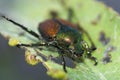 Japanese beetle (Popillia Japonica) on a leaf Royalty Free Stock Photo