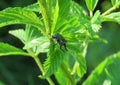 Japanese Beetle on raspberry leaves Royalty Free Stock Photo