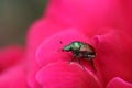 Japanese Beetle on Rose Royalty Free Stock Photo