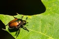 Japanese Beetle skeletonizing a leaf in the garden. Royalty Free Stock Photo