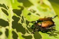 Japanese Beetle skeletonizing a leaf in the garden. Royalty Free Stock Photo