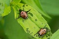 The Japanese beetle a species of scarab beetle. Popillia japonica. Entomological education concept