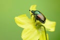 Japanese Beetle on yellow flower macro Royalty Free Stock Photo