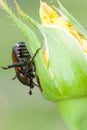 Japanese Beetle on Yellow Rose Royalty Free Stock Photo