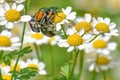 Japanese Beetles on Chamomile Flowers