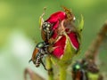 Japanese beetles eating a rose bud