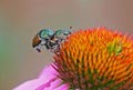 Japanese Beetles Mating