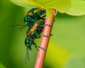 Japanese beetles mating on a wildflower plant stem