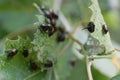 Japanese beetles