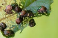 Japanese Beetles Popillia japonica on Leaf Royalty Free Stock Photo