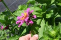 Japanese Beetles on Zinnia