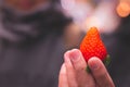 Japanese big one strawberry show at people hand Royalty Free Stock Photo