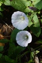 Japanese bindweed Royalty Free Stock Photo