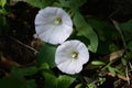 Japanese bindweed Royalty Free Stock Photo