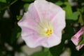 Japanese bindweed Royalty Free Stock Photo