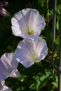 Japanese bindweed Royalty Free Stock Photo