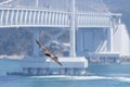 Hawk At Tokushima Bridge