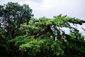 Japanese Black Pine